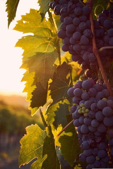vignobles-herault-escapade-seniors